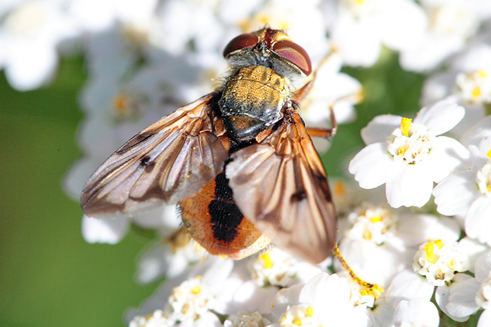 Tachinidae da determinare